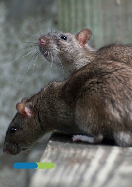 RATTEN & MUIZEN