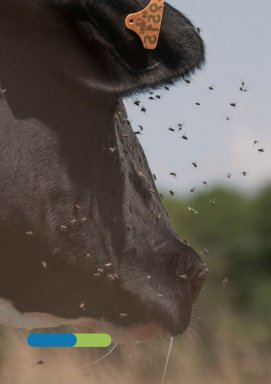 VLIEGEN - INSECTEN - LARVEN